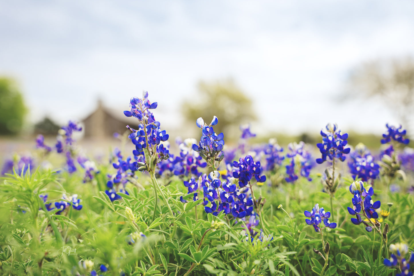 Bluebonnets Independence - Matted Print
