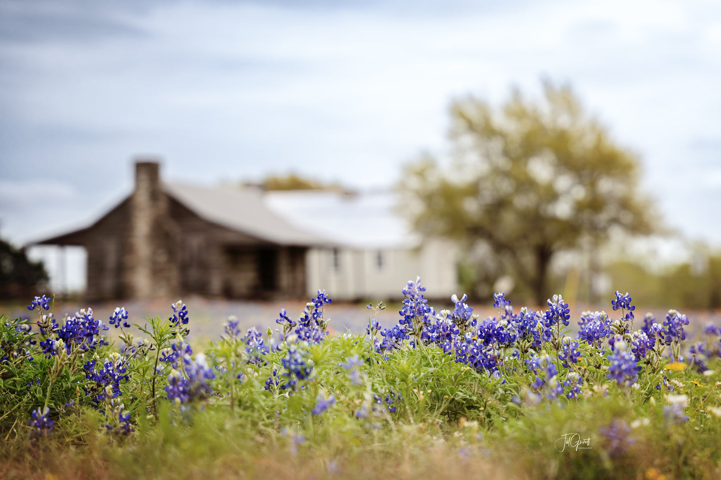 Old Baylor Park Bluebonnets Matted Print