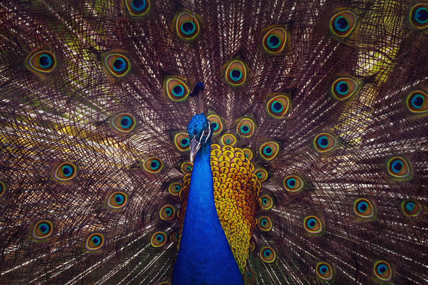 Peacock Plume