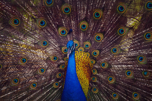 Peacock Plume