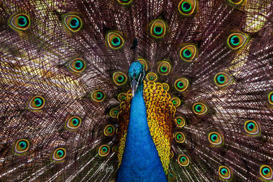 12x18 Poster - Peacock