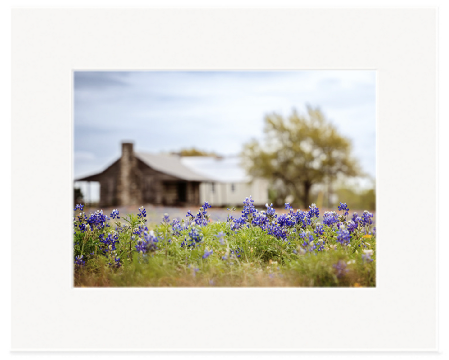Old Baylor Park Bluebonnets Matted Print
