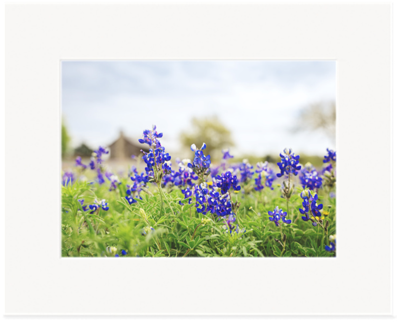 Bluebonnets Independence - Matted Print