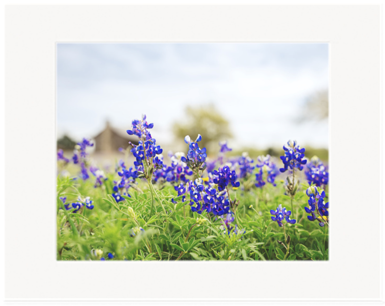 Bluebonnets Independence - Matted Print